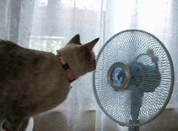 Cat watching a fan